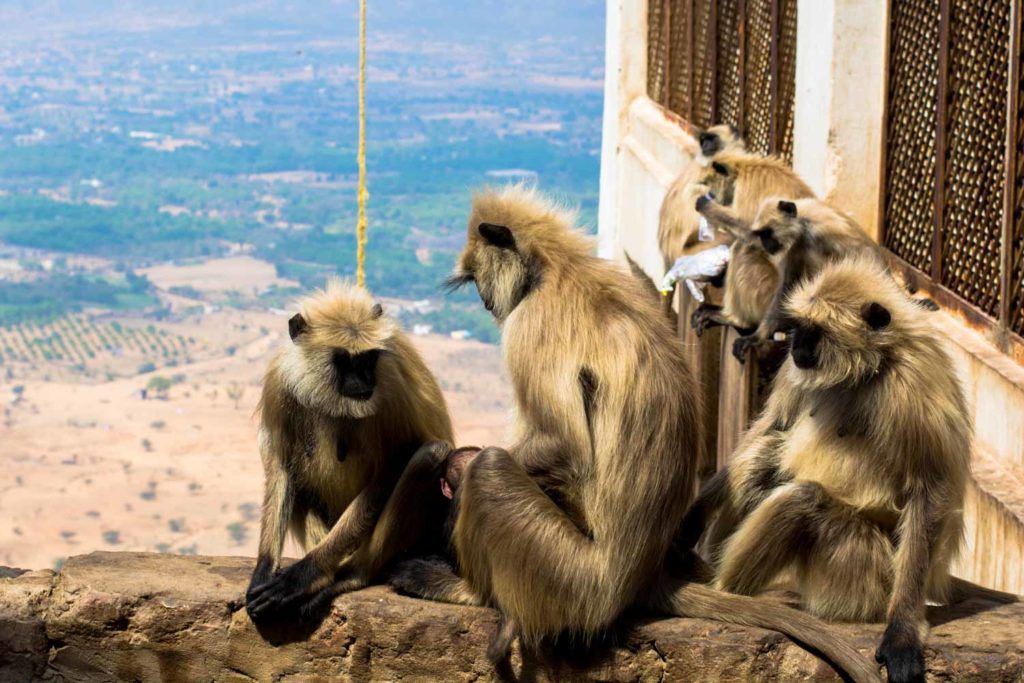 Los monos de Pushkar