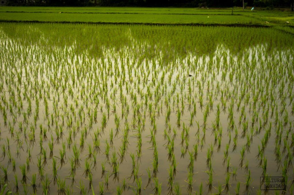 Los arroces de Nepal desde la carretera