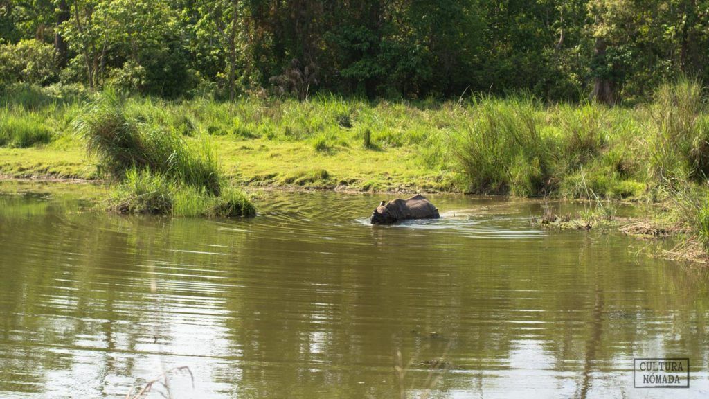 Un rinoceronte en el Parque Nacional de Chitwan, en Nepal