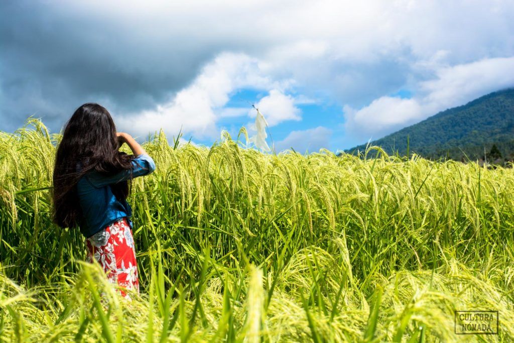 Fotografiando los arrozales de Bali, la isla de los dioses