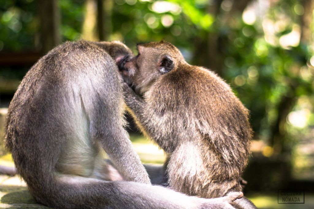 Dos de los monos del Monkey Forest de Ubud, en Bali