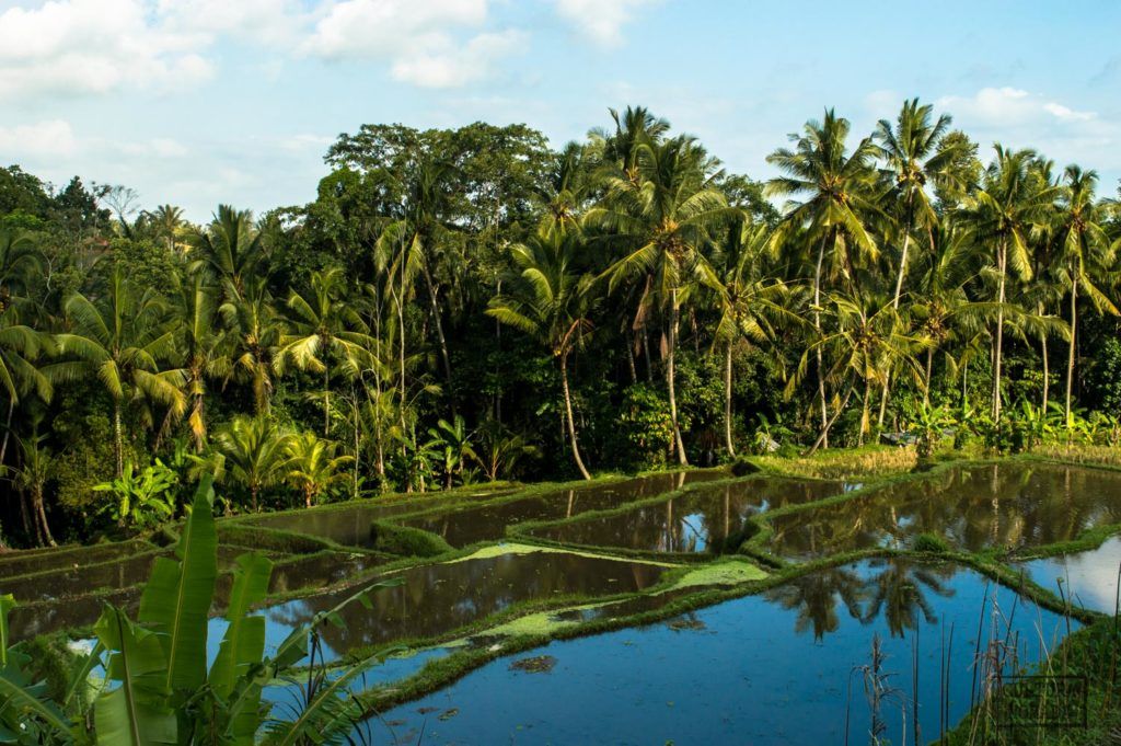 Las vistas desde un hotel de las afueras de Ubud, en Bali