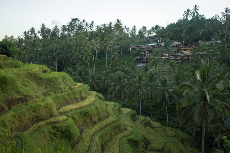 Los arrozales de Tegallalang, los más visitados de Bali, muy cerca de la ciudad de Ubud