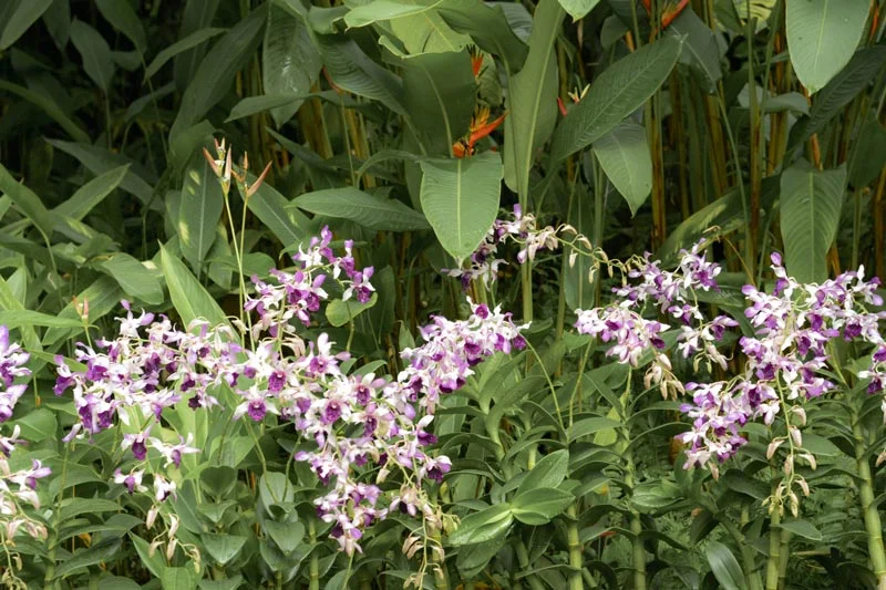 Orquídeas en el Jardín Botánico de Singapur