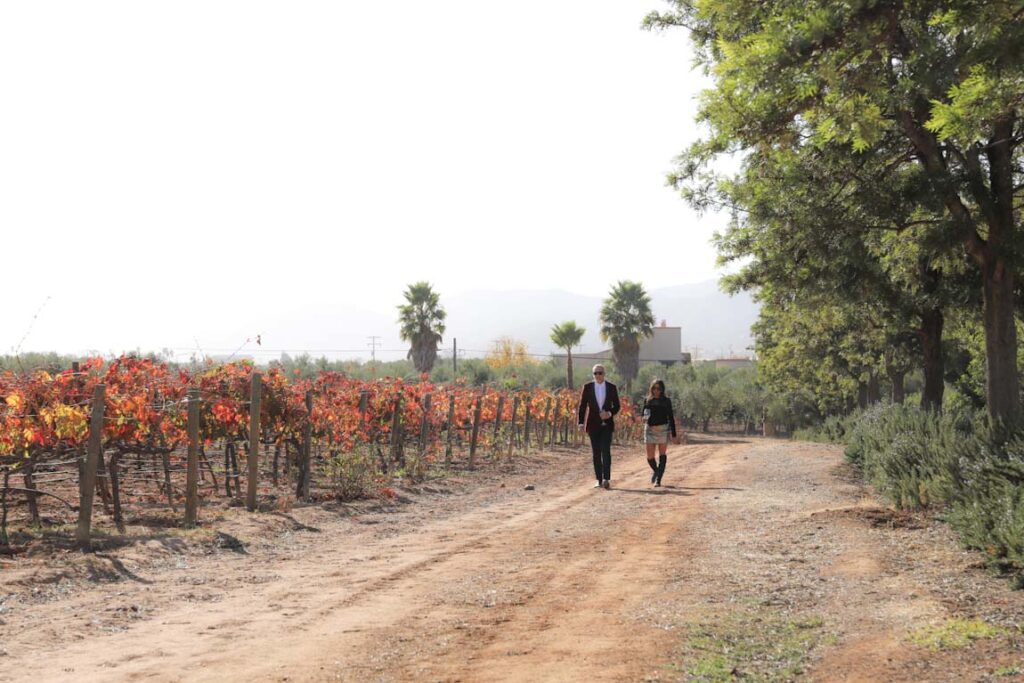 Los viñedos de Adobe Guadalupe en el Valle de Guadalupe, en Baja California, en México
