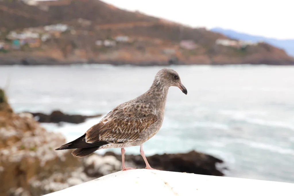 Un pájaro en La Bufadora, cerca de la ciudad de Ensenada, en Baja California, México