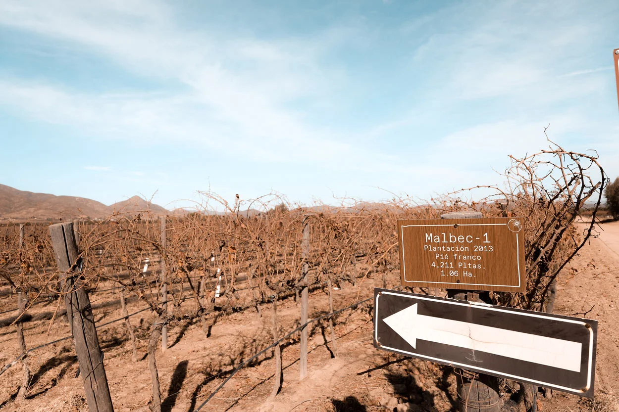 La ruta del vino en México: Valle de Guadalupe