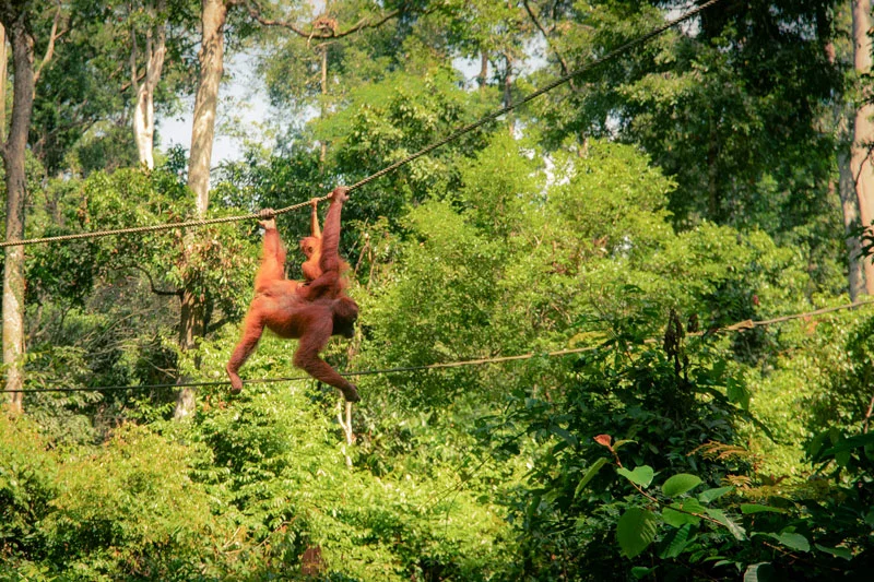 Un orangután y su cría en el centro de rehabilitación de Sepilok