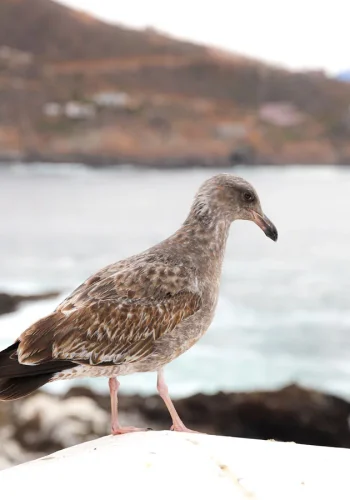 Un pájaro en La Bufadora, cerca de la ciudad de Ensenada, en Baja California, México