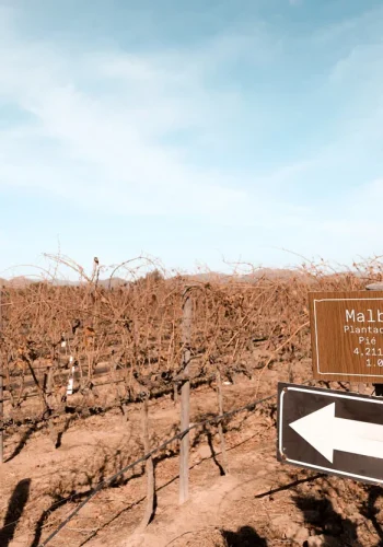 Los viñedos de El Cielo, una de las principales vinícolas del Valle de Guadalupe